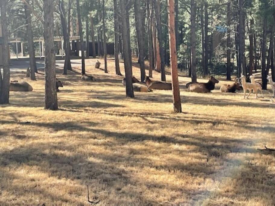 Perk Canyon Hidden Acres-Hot Tub-Gas Fireplace Ruidoso Exteriör bild